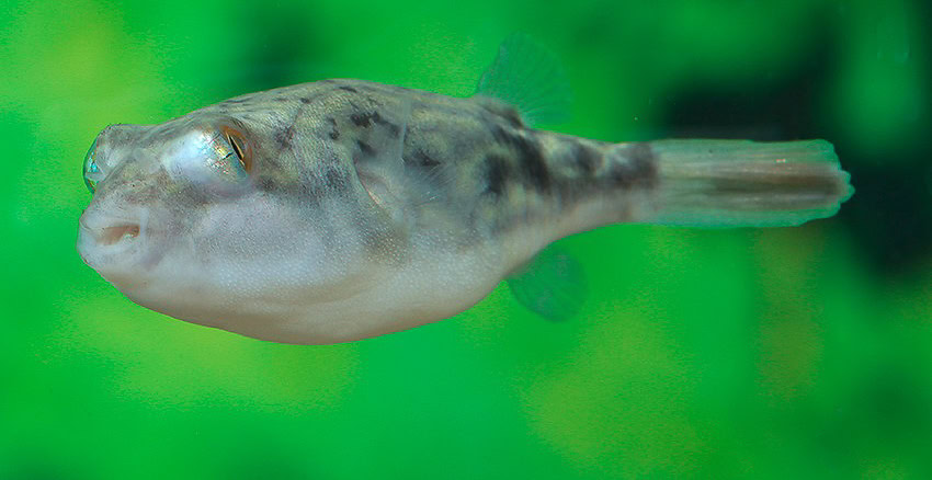 Tetraodon lineatus "Nachzucht"