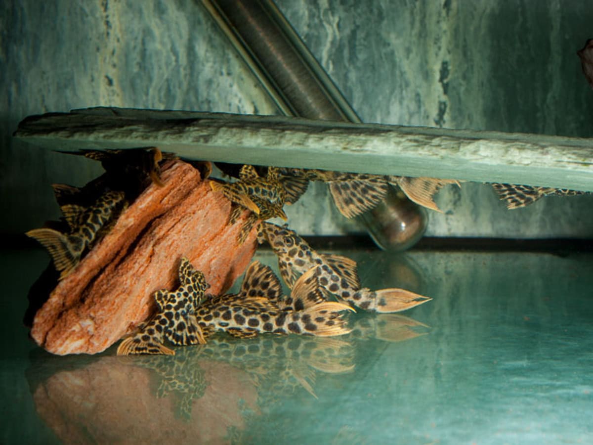 Pseudacanthicus sp. - L 114 Leopard-Kaktuswels, WF