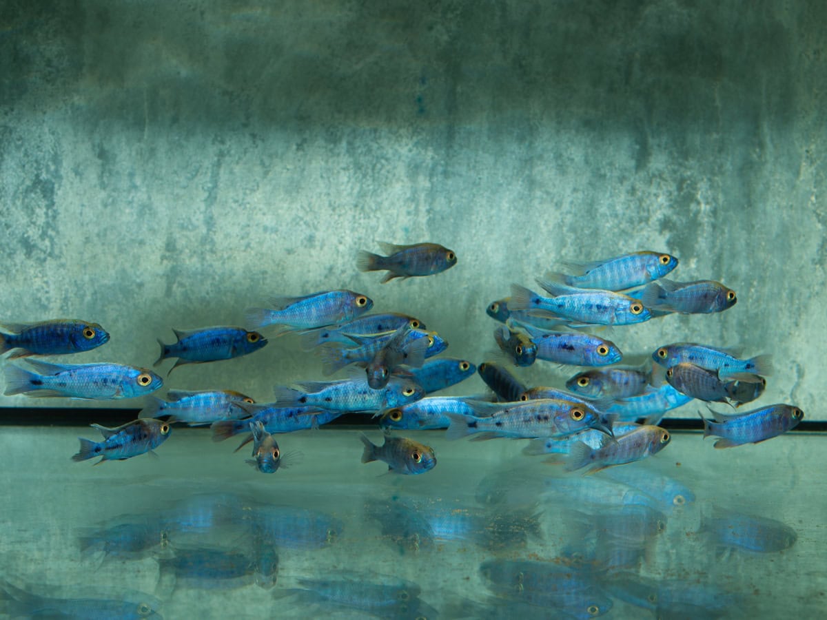 Sciaenochromis fryeri ("ahli") - Stahlblauer Maulbrüter, DNZ