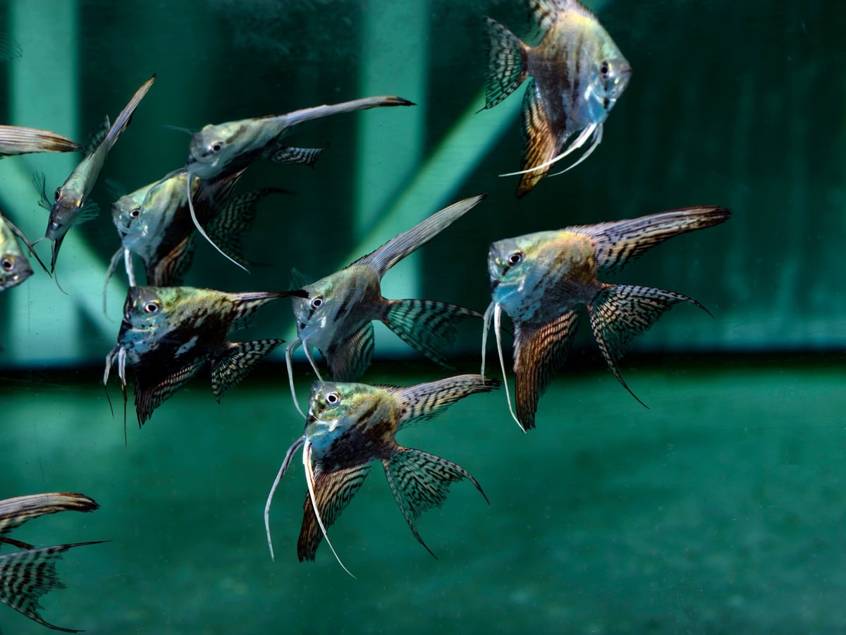 Pterophyllum scalare "Blue-Avatar-Schleier" - Skalar-Pinoy-Blue-Long-Fin, EUNZ