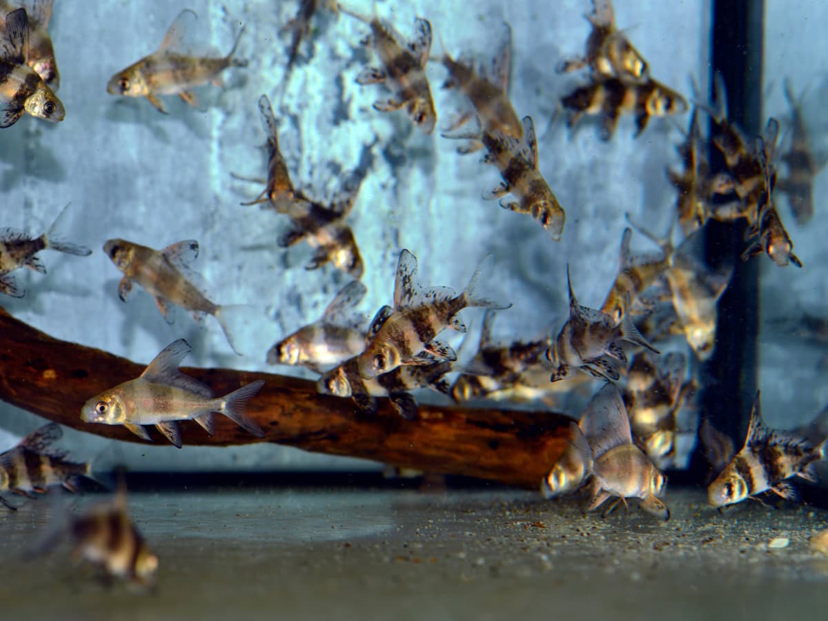 Myxocyprinus asiaticus - Fledermausschmerle, NZ