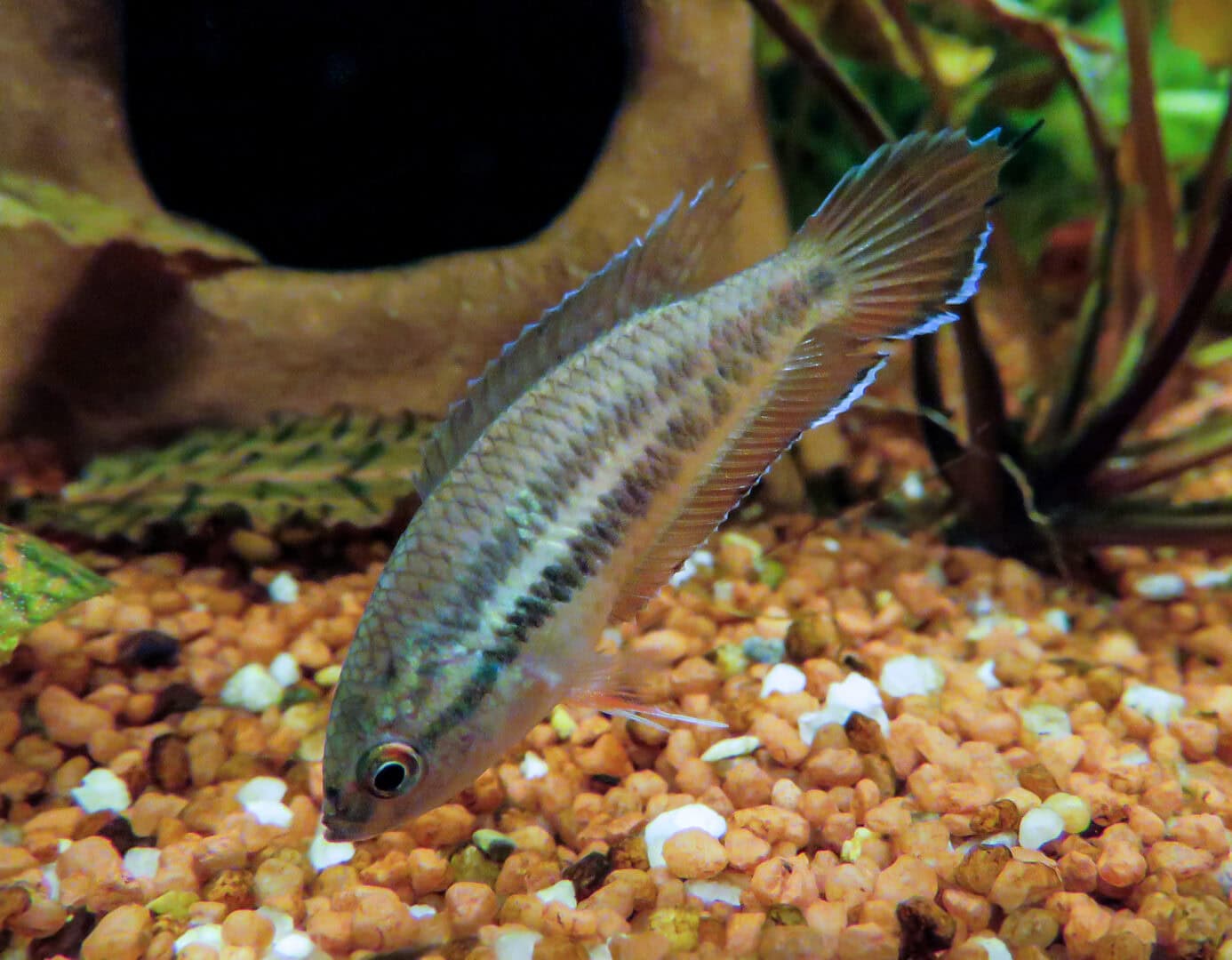 Spitzschwanzmakropode bei der Futtersuche. Foto: Hans-Jürgen Dieke