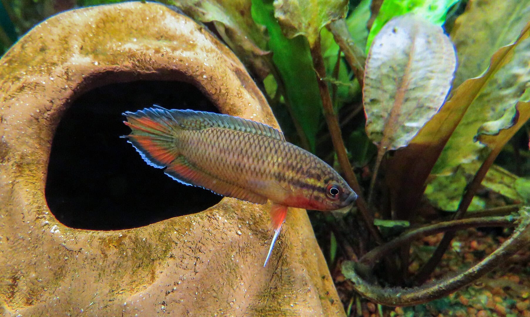 Wirklich ein hübscher Kerl. Foto: Hans-Jürgen Dieke