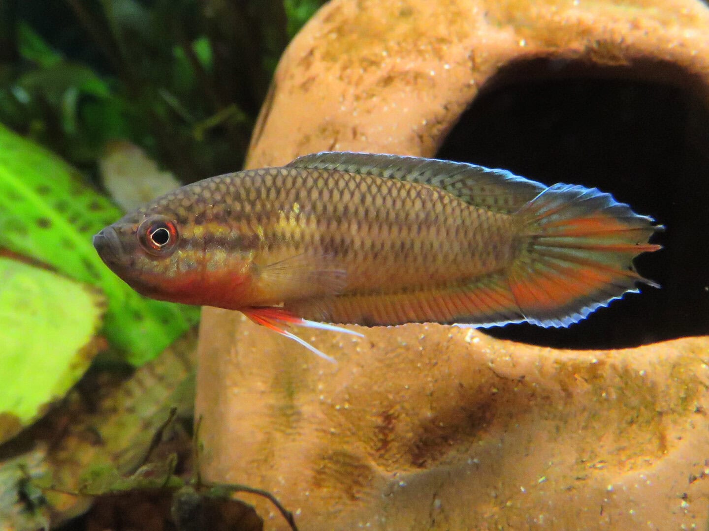 Ein Männchen balzt mit voll abgespreizten Flossen. Foto: Hans-Jürgen Dieke