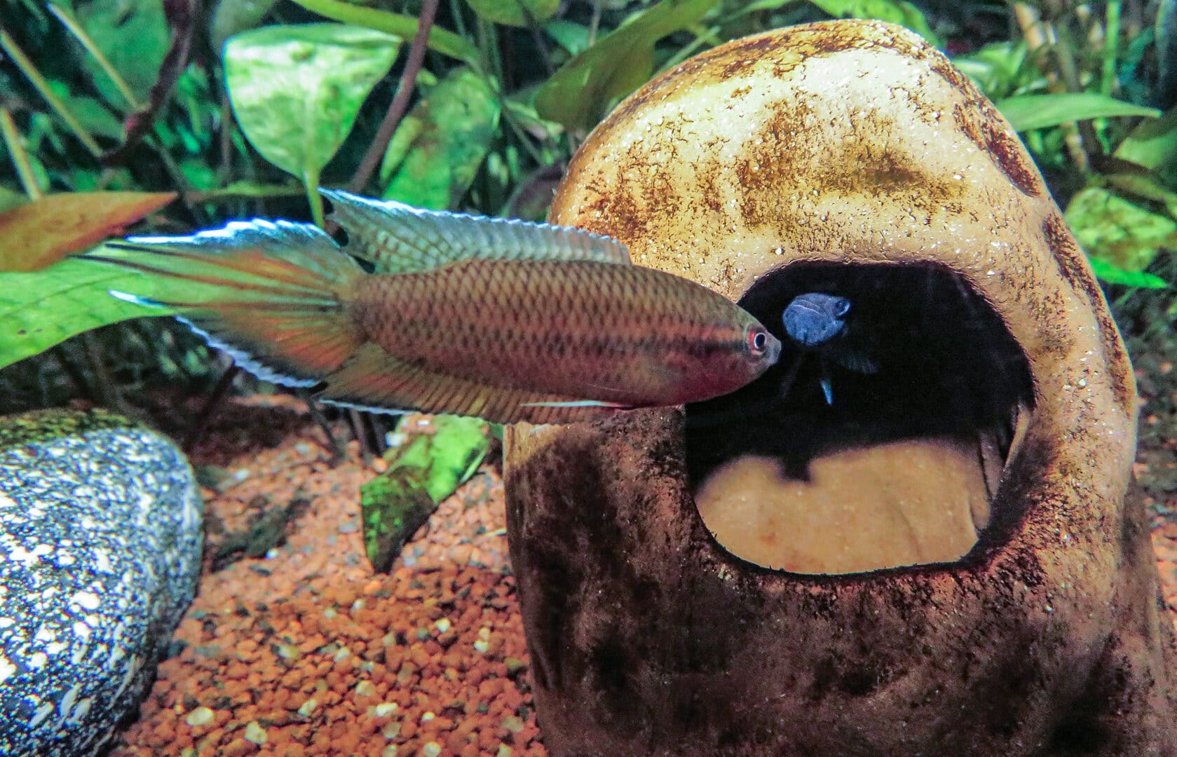 Diese Höhle ist bereits besetzt. Foto: Hans-Jürgen Dieke