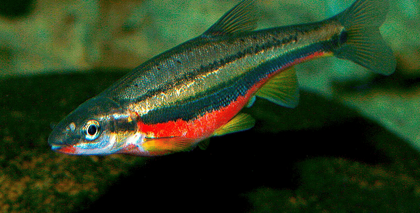 Chrosomus erythrogaster