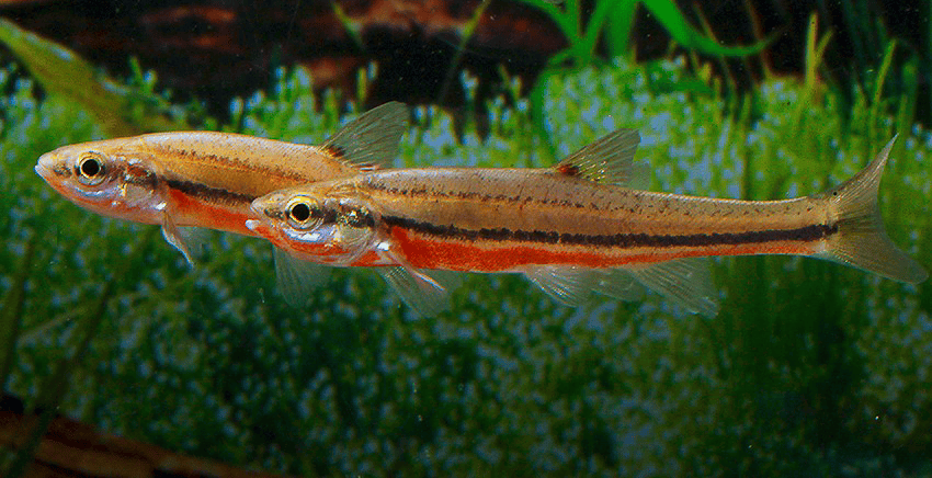 Chrosomus erythrogaster