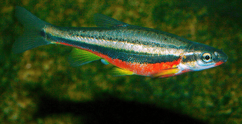 Chrosomus erythrogaster