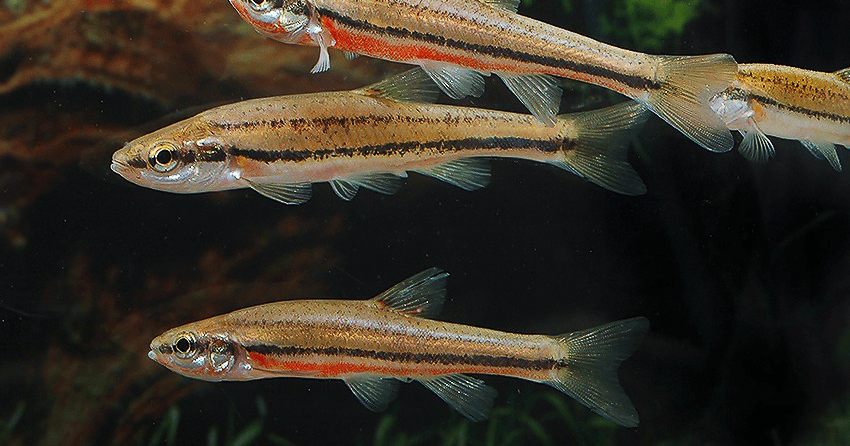 Chrosomus erythrogaster