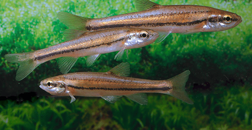 Chrosomus erythrogaster