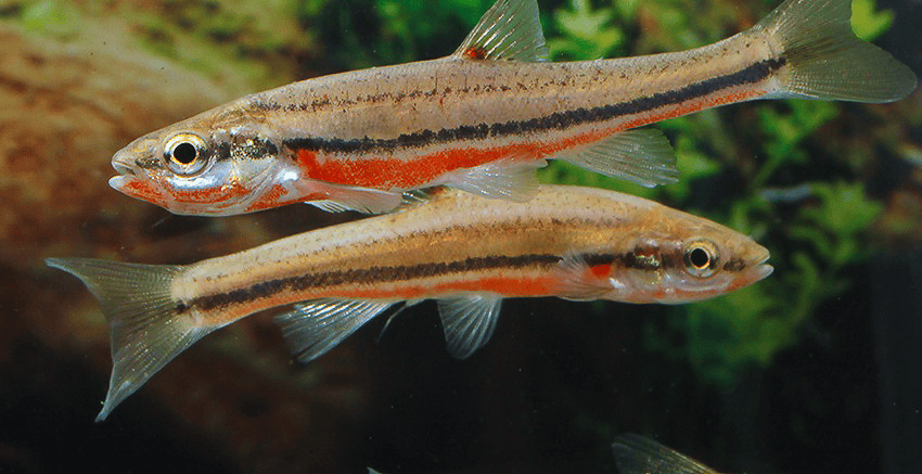 Chrosomus erythrogaster