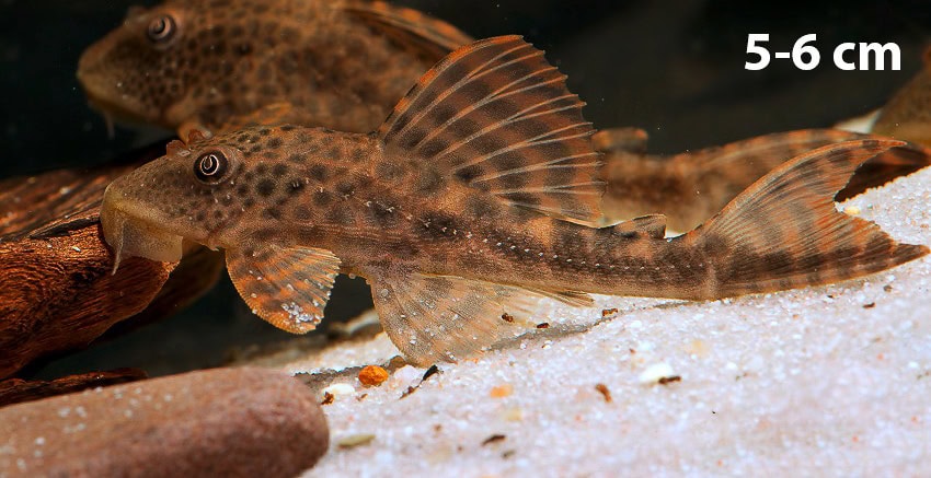 Hypostomus boulengeri