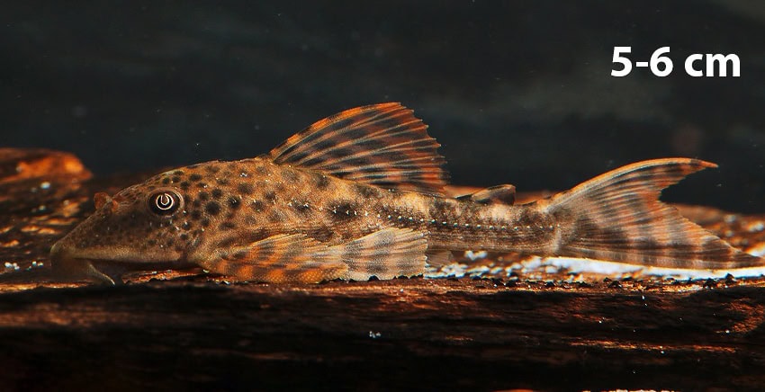 Hypostomus boulengeri