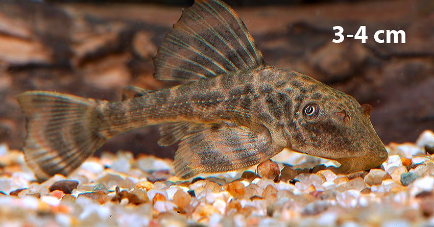 Hypostomus boulengeri