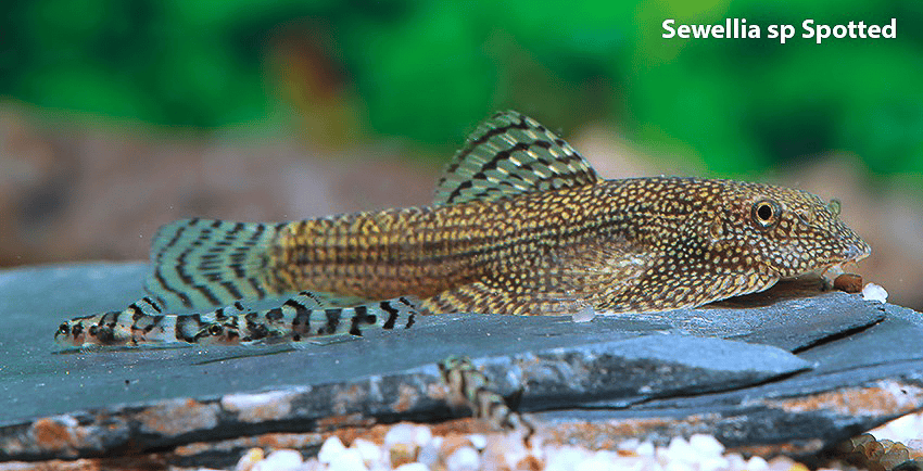 Sewellia sp. Spotted (SEW01)