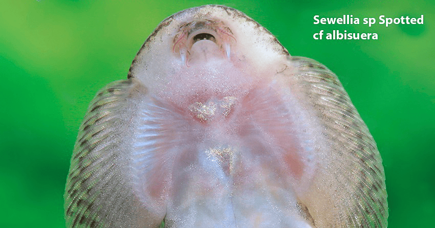 Sewellia sp. Spotted (SEW01)