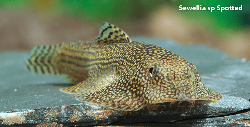 Sewellia sp. Spotted (SEW01)