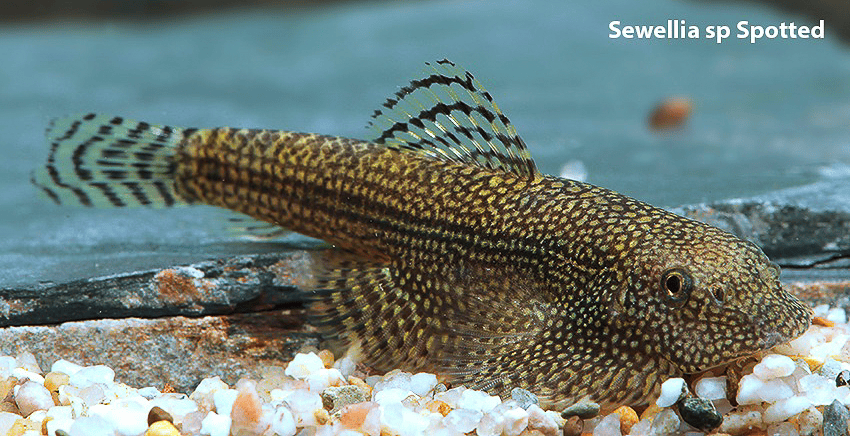 Sewellia sp. Spotted (SEW01)