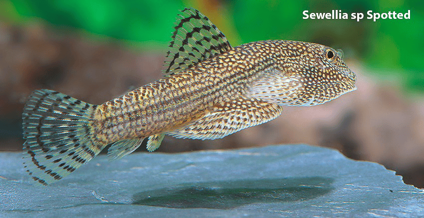 Sewellia sp. Spotted (SEW01)