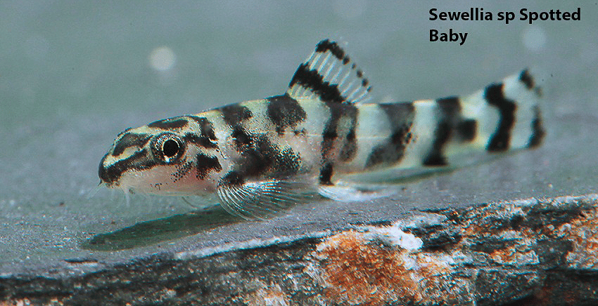 Sewellia sp. Spotted (SEW01)