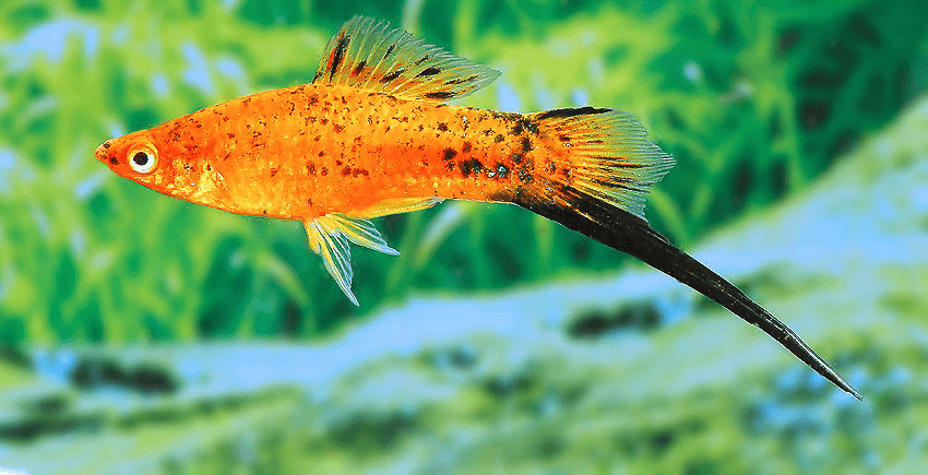 Xiphophorus hellerii „Berlin“