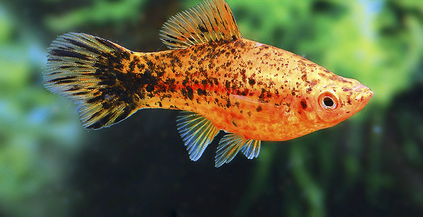 Xiphophorus hellerii „Berlin“