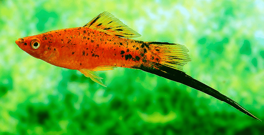 Xiphophorus hellerii „Berlin“