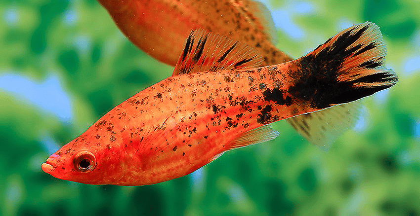 Xiphophorus hellerii „Berlin“