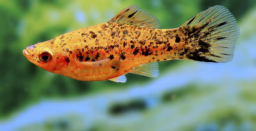 Xiphophorus hellerii „Berlin“