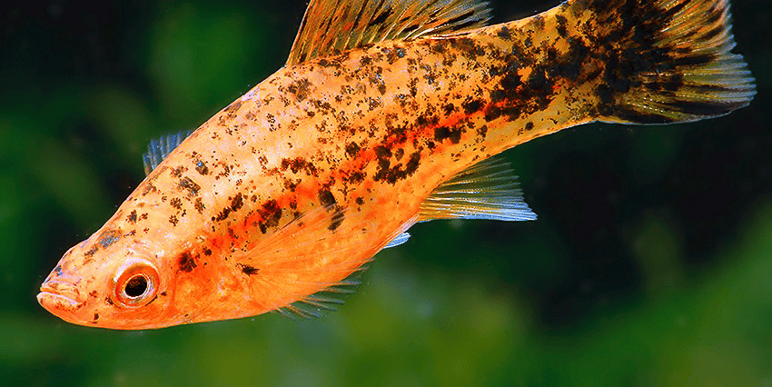 Xiphophorus hellerii „Berlin“