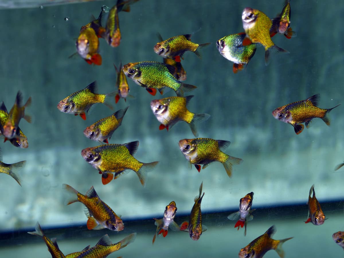 Puntigrus tetrazona "Grün" - Moosbarbe, EUNZ