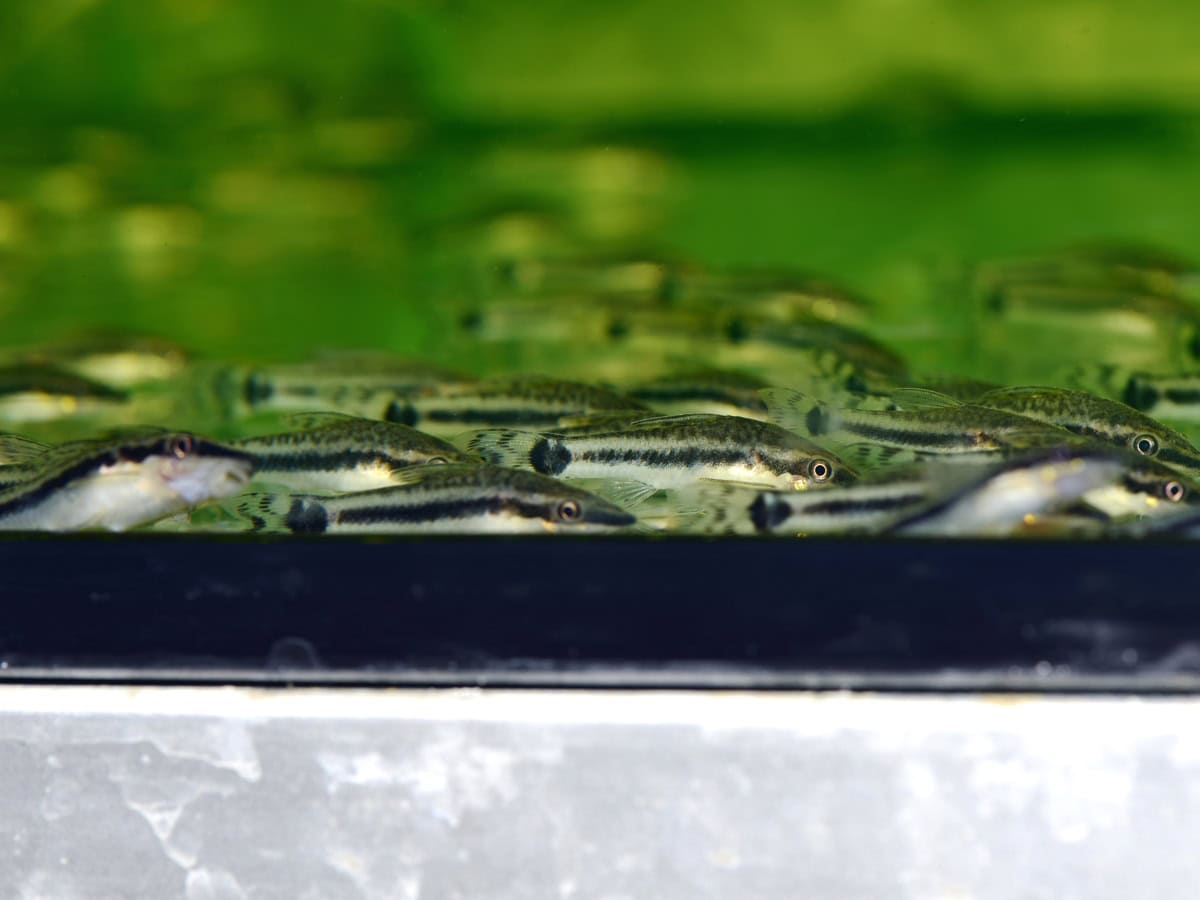 Otocinclus spp. "affinis" - Ohrgittersaugwels, WF-PER