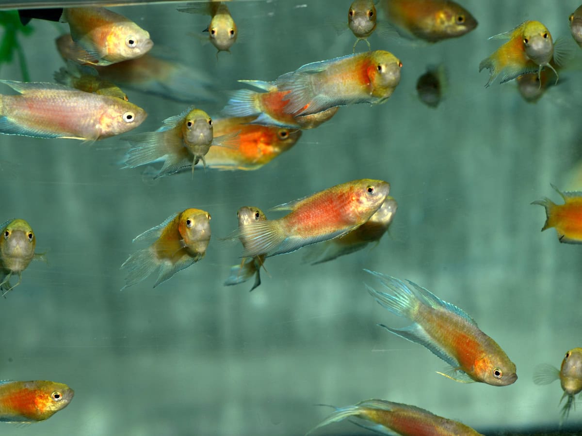 Macropodus opercularis "Rot" - Makropode-Rot, EUNZ