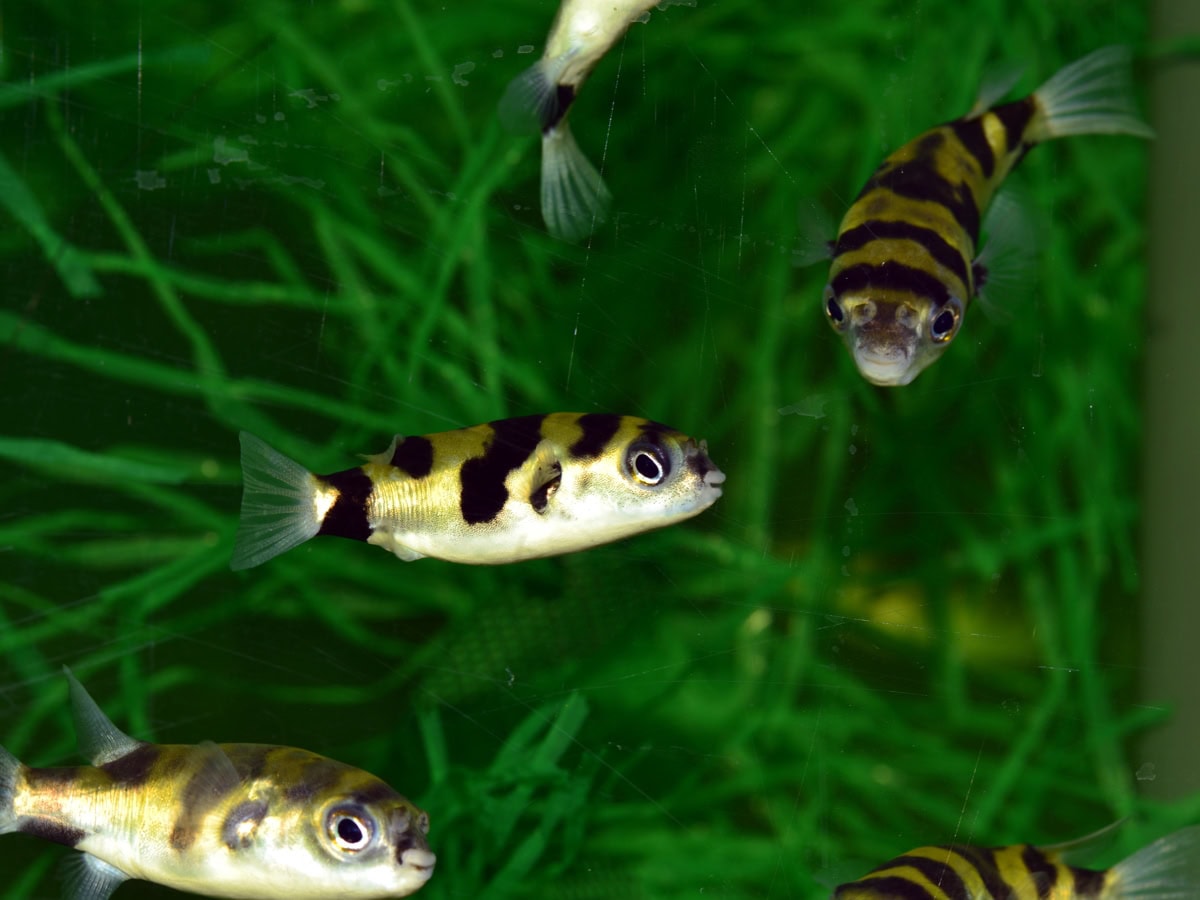 Colomesus asellus - Assel-Süßwasserkugelfisch, WF