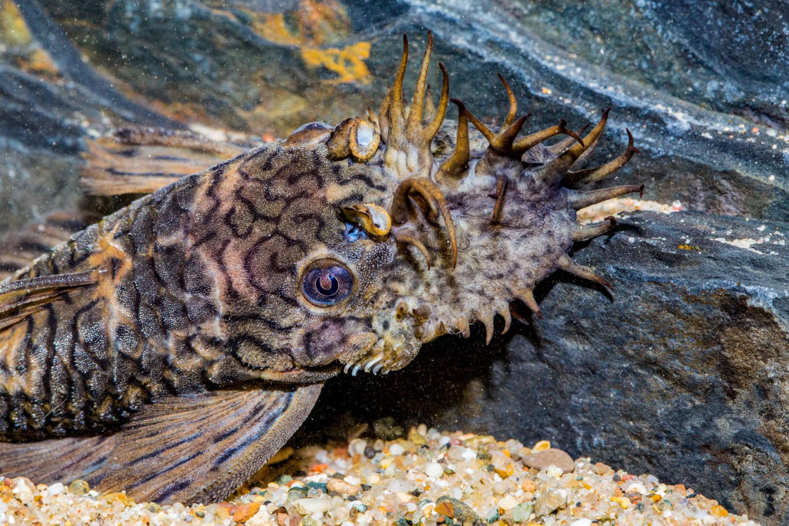 Beeindruckende Tentakel bei einem männlichen Ancistrus luzia (L 159). Foto: Andreas Tanke