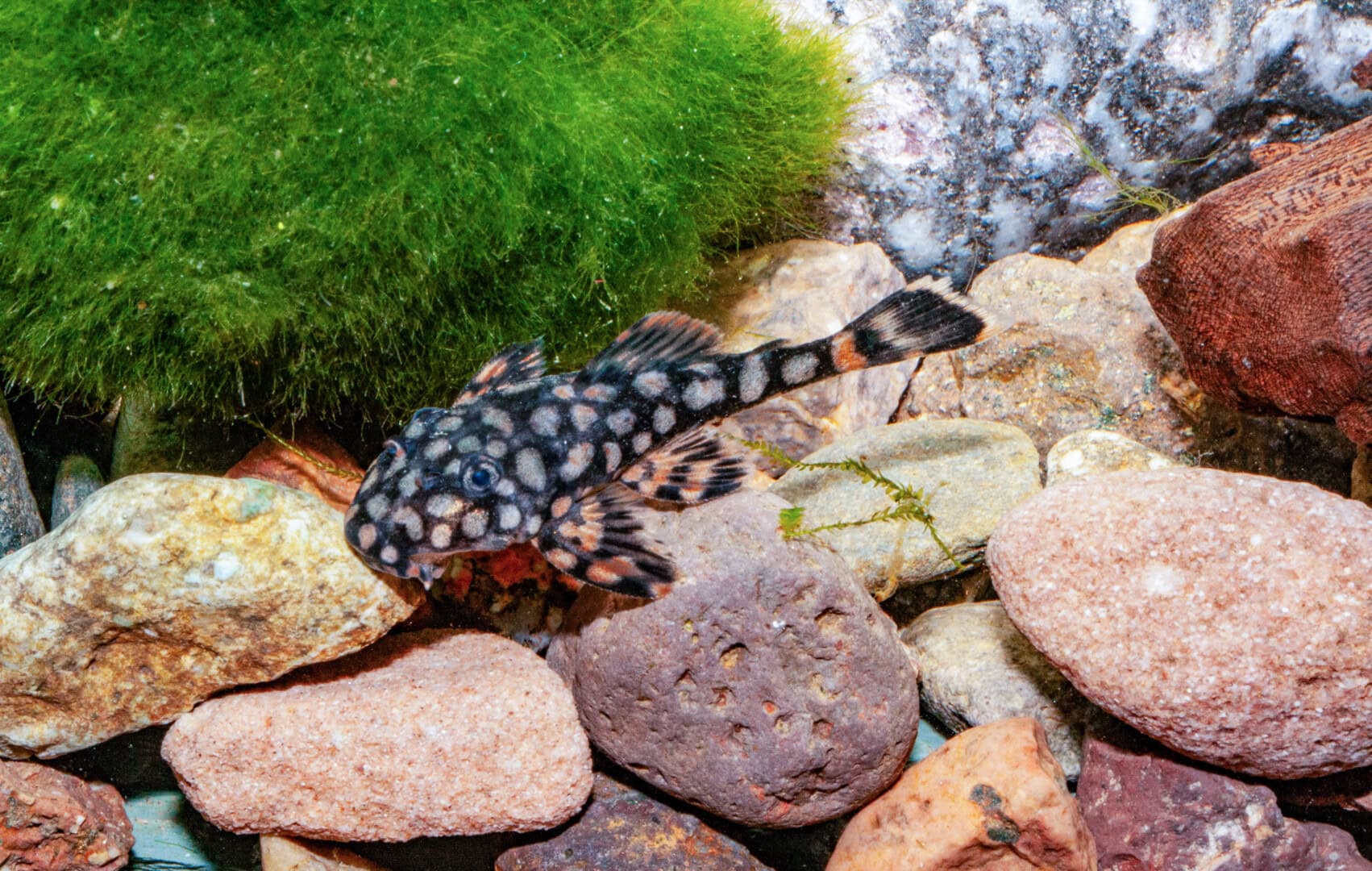 Jungfische von Ancistrus sp. (L 309) zählen zu den schönsten Antennenwelsen. Foto: Andreas Tanke
