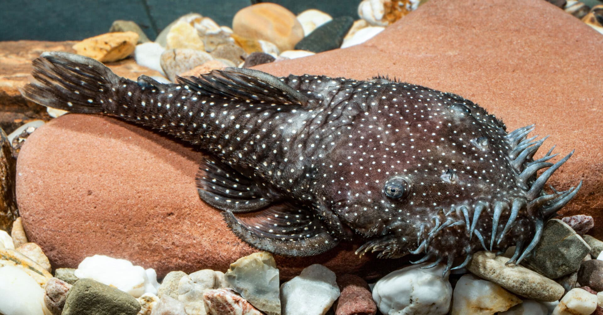 Echt skurril: Ancistrus sp. (L 255). Foto: Andreas Tanke