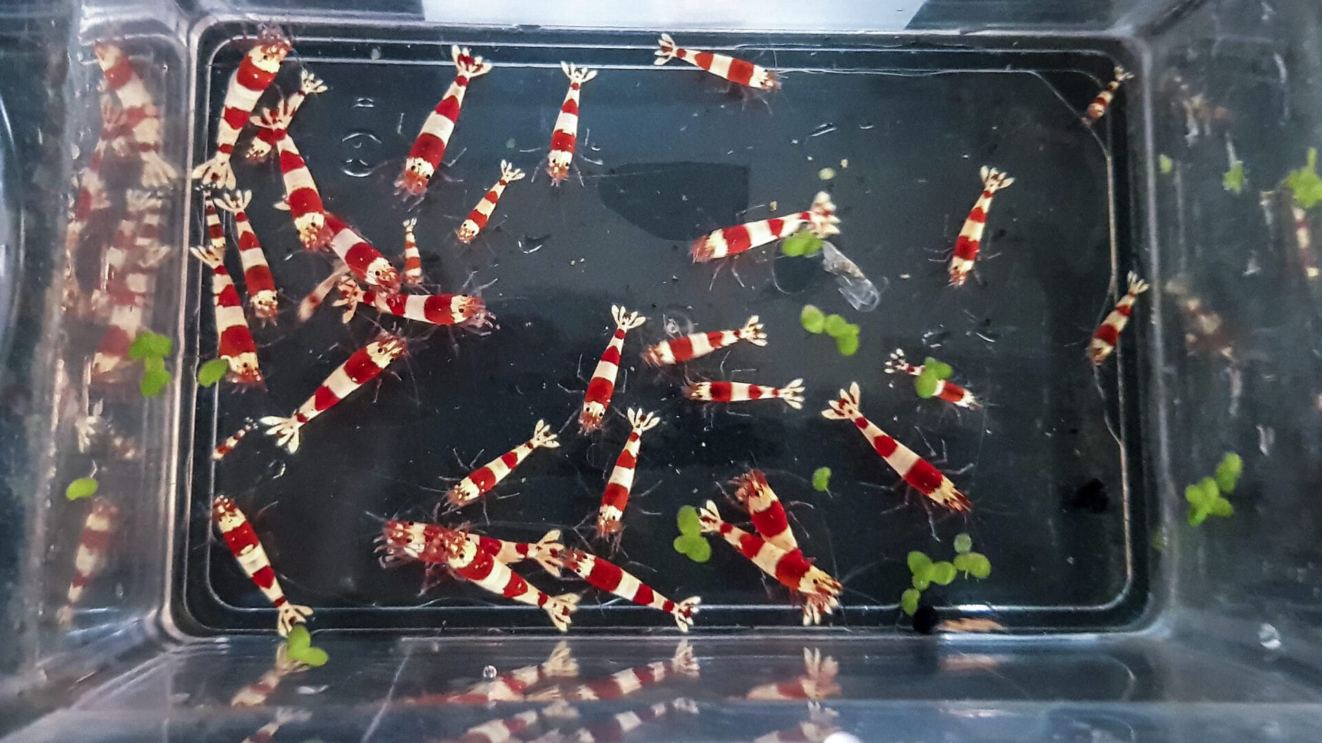 Bei PRL wie PBL gilt: Die Gesamtqualität im Zuchtstamm muss stimmen. Foto: Sascha Gerber