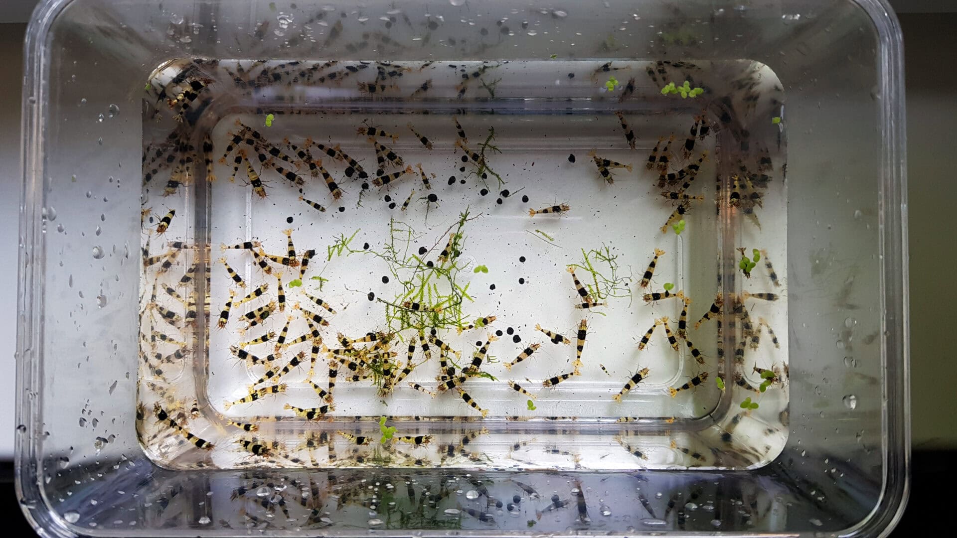 Auch hier viele ähnlich aussehende Tiere mit guter Farbdeckung. Foto: Sascha Gerber