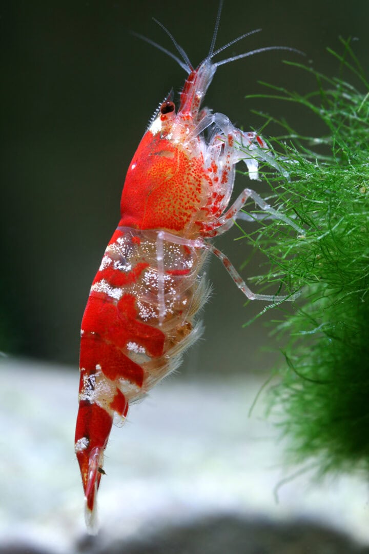 Die ersten Crystal Red hatten mit den heute bekannten PRL nicht viel gemeinsam. Foto: Chris Lukhaup