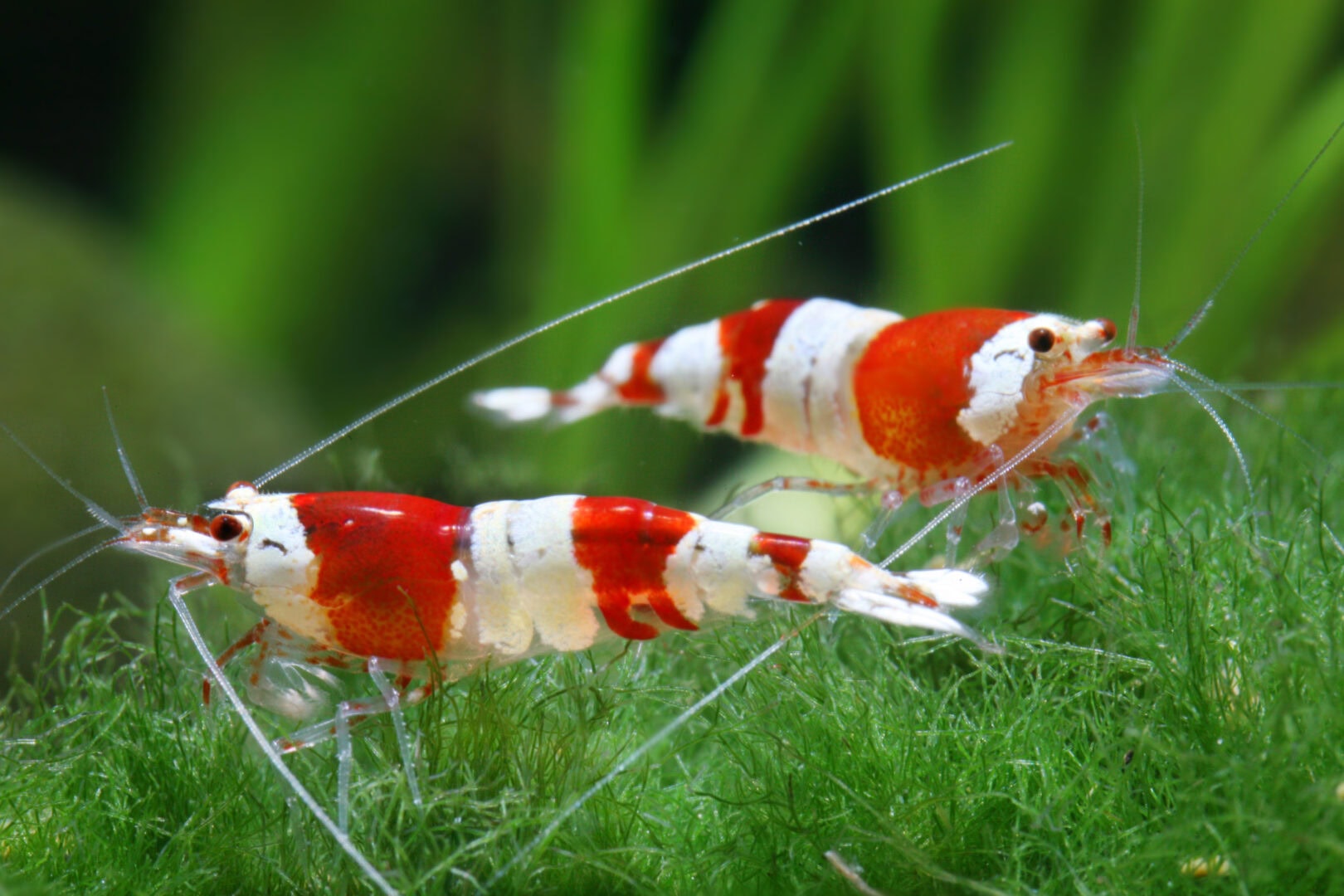 Red Bees mit weniger guter Farbdeckung, aber schönen strahlenden Farben. Foto: Chris Lukhaup