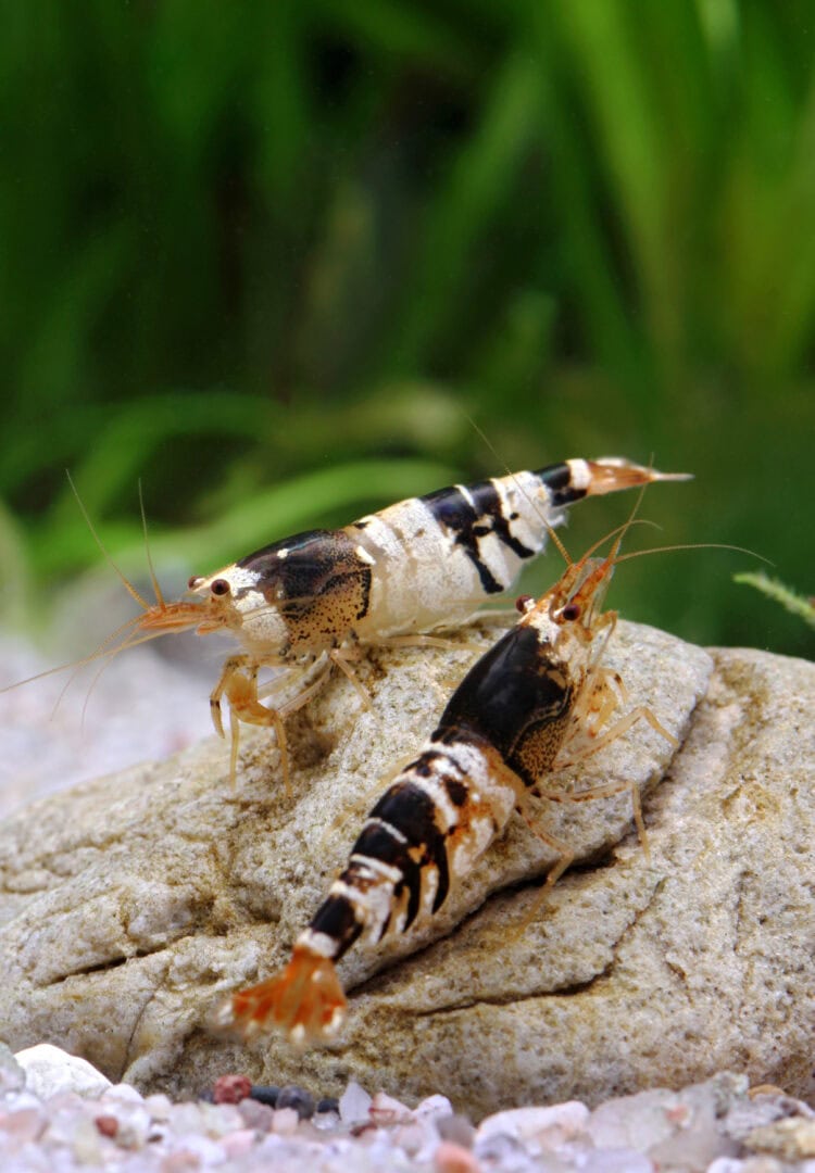 Diese Black Bees entsprechen noch weitgehend dem Wildtyp, haben aber schon intensivere Farben. Foto: Chris Lukhaup