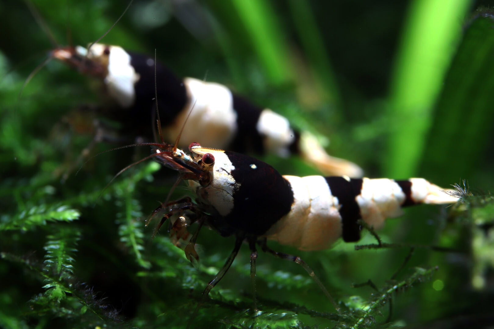 Zwei wunderschöne, nahezu perfekt durchgefärbte Garnelen der Pure Black Line. Foto: Sascha Gerber