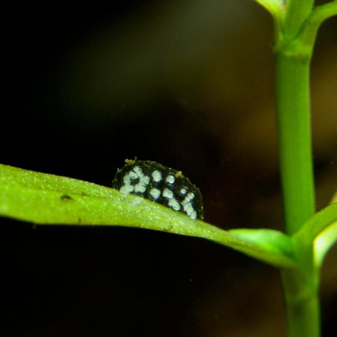 Das Gelege der Blasenschnecke ist schwammig und wirkt oft etwas unförmig. Foto: Garnelio