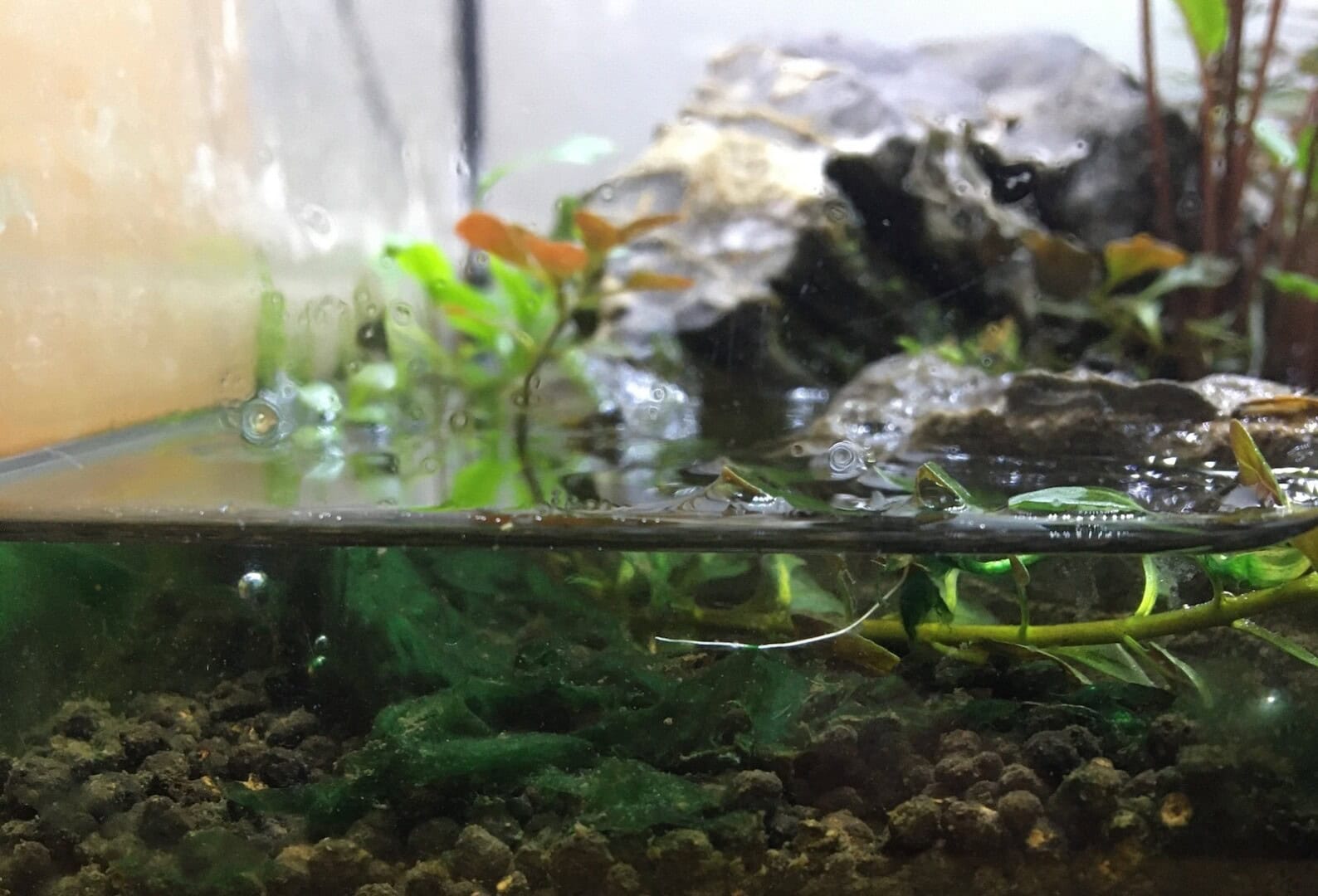 Blaualgen im niedrigen Wasserteil eines Wabi-Kusa-Pflanzenglases. Foto: Ulli Bauer