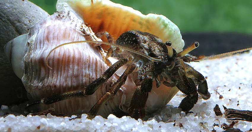 Clibanarius africanus