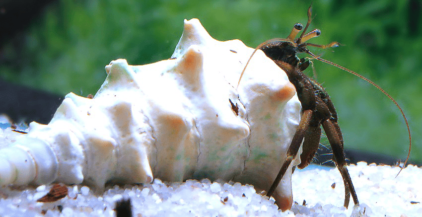 Clibanarius africanus