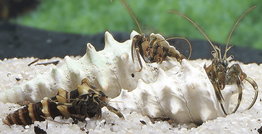 Clibanarius africanus