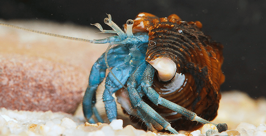 Clibanarius africanus