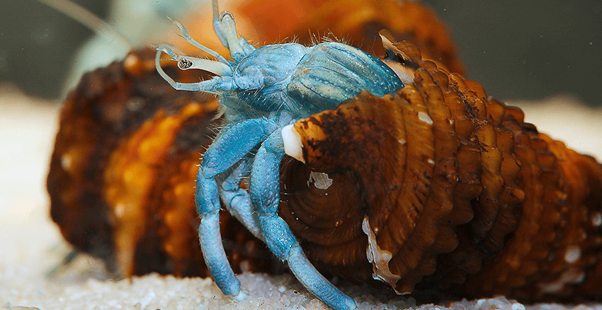 Clibanarius africanus